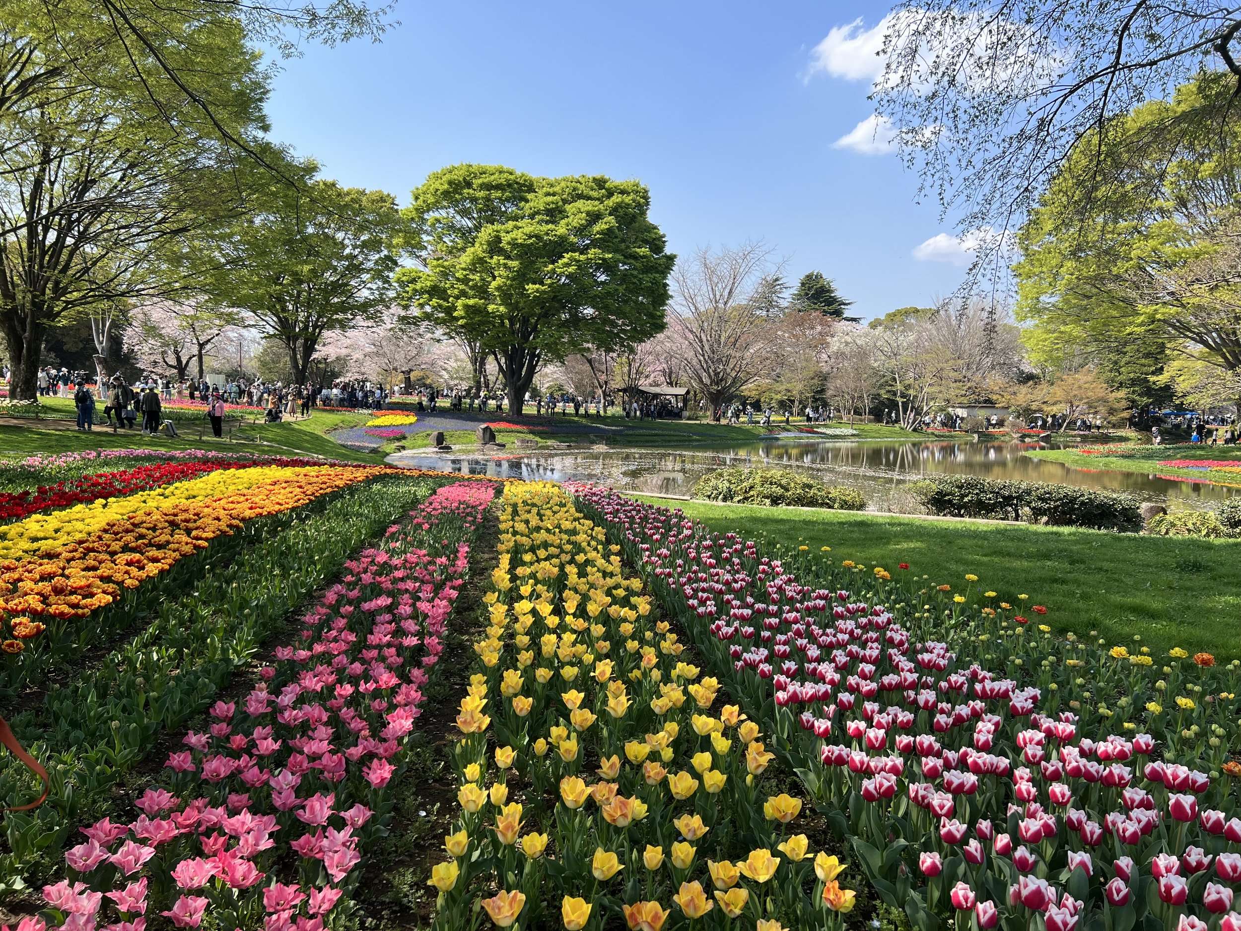🌳 국영 쇼와 기념 공원